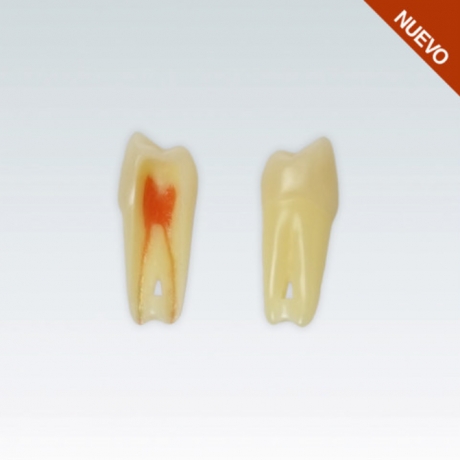 PREMOLAR CON PULPA ANA - 4Z3RN-24. NO CAMBIOS NI DEVOLUCIONES