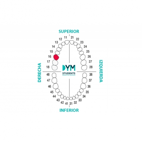 DIENTE Nº16 PRIMER MOLAR SUP.DER. 1U