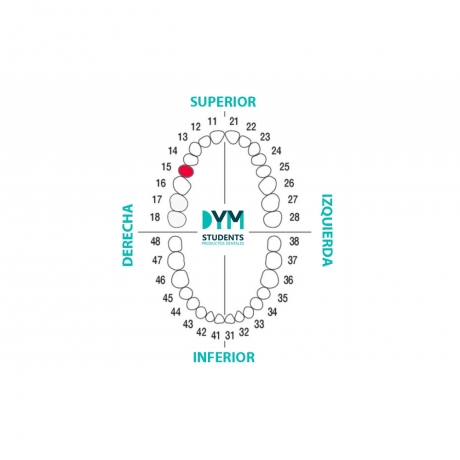 TOOTH Nº15 SECOND PREMOLAR SUP.RIGHT. 1U