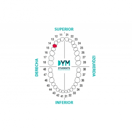 DIENTE Nº14 PRIMER PREMOLAR SUP.DER. 1U