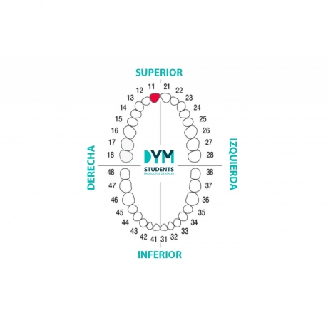 DIENTE Nº11 INCISIVO CENTRAL SUP.DER. 1U