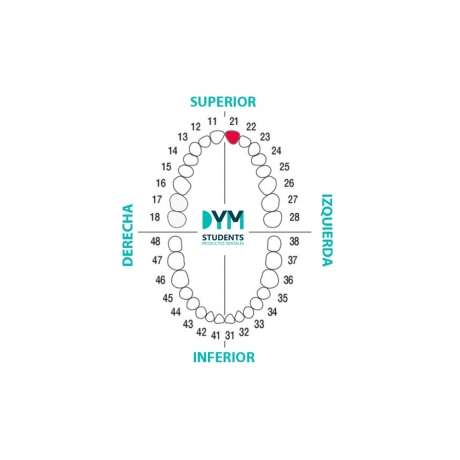 DIENTE Nº21 INCISIVO CENTRAL SUP. IZQ. 1U