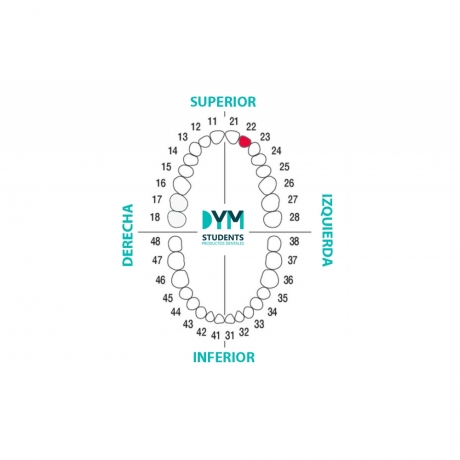 DIENTE Nº22 INCISIVO LATERAL SUP. IZQ. 1U