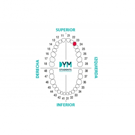 DIENTE Nº23 CANINO SUP. IZQ. 1U