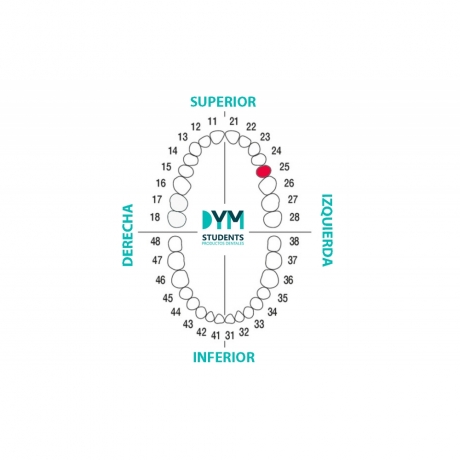 DIENTE Nº25 SEGUNDO PREMOLAR SUP.IZQ. 1U