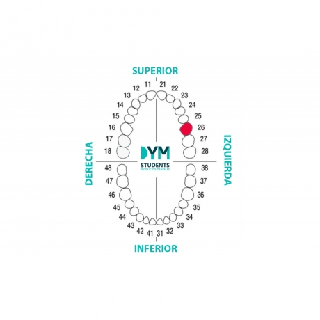 DIENTE Nº26 PRIMER MOLAR SUP.IZQ. 1U