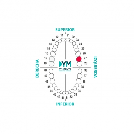TOOTH Nº27 SECOND MOLAR LEFT SUP. 1U