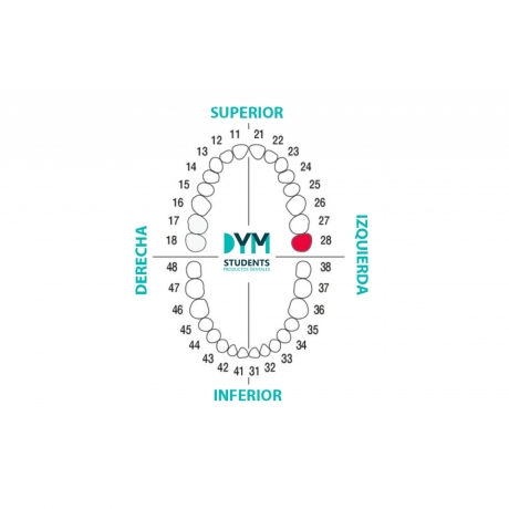 DIENTE Nº28 TERCER MOLAR SUP.IZQ. 1U