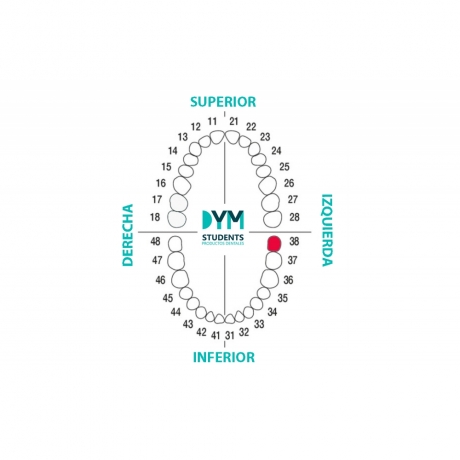 DIENTE Nº38 TERCER MOLAR INF.IZQ. 1U