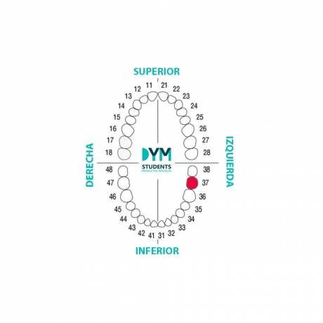 DIENTE Nº37 SEGUNDO MOLAR INF.IZQ. 1U