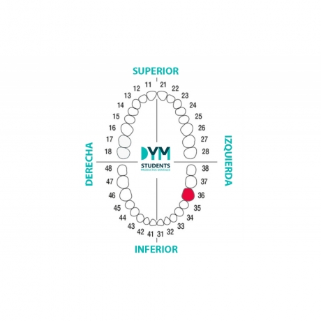 DIENTE Nº36 PRIMER MOLAR INF.IZQ. 1U