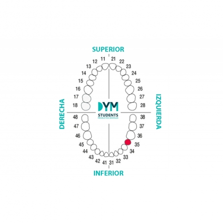 DIENTE Nº35 SEGUNDO PREMOLAR INF.IZQ. 1U