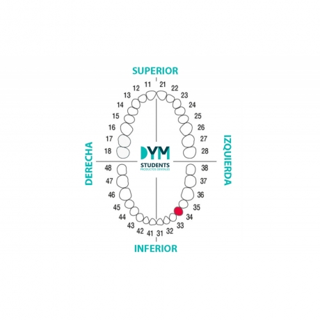 DIENTE Nº34 PRIMER PREMOLAR INF.IZQ. 1U