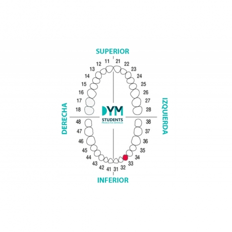 DIENTE Nº33 CANINO INF.IZQ. 1U