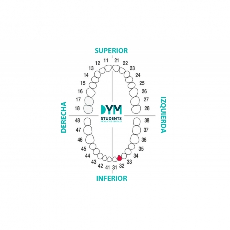 DIENTE Nº32 INCISIVO LATERAL INF.IZQ. 1U