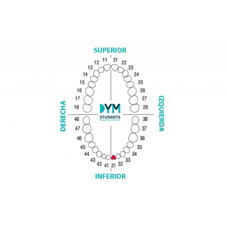 DIENTE Nº31 INCISIVO CENTRAL INF.IZQ. 1U