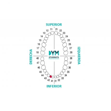 DIENTE Nº42 INCISIVO LATERAL INF.DER. 1U