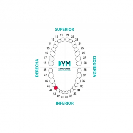 DIENTE Nº44 PRIMER PREMOLAR INF.DER. 1U