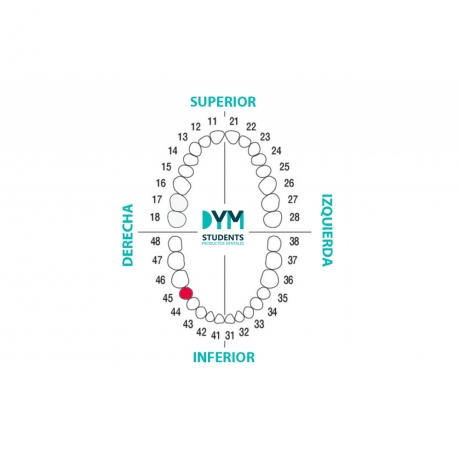 DIENTE Nº45 SEGUNDO PREMOLAR INF.DER. 1U