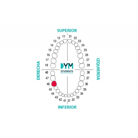 DIENTE Nº46 PRIMER MOLAR INF.DER. 1U