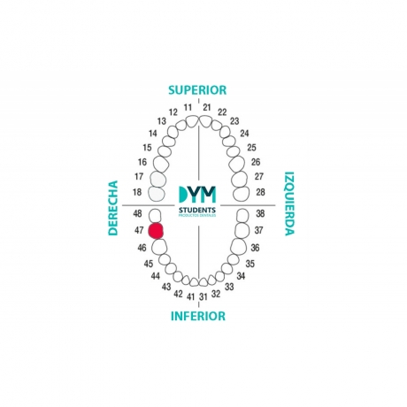 DIENTE Nº47 SEGUNDO MOLAR INF.DER. 1U