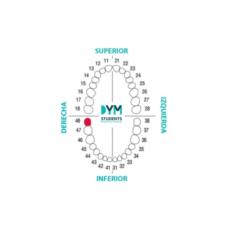 DIENTE Nº48 TERCER MOLAR INF.DER. 1U