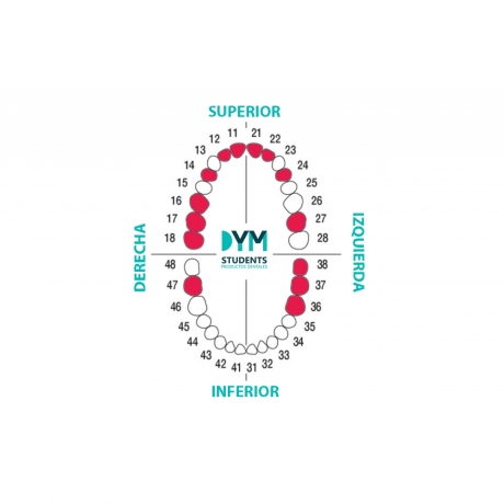 KIT DIENTES CIRUGIA UEV 14u (BAJO PEDIDO)