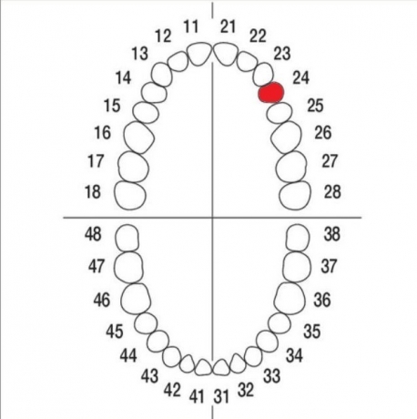DIENTE Nº24 MODELO A3