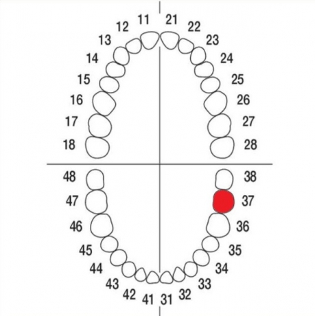 DIENTE Nº37 MODELO A3