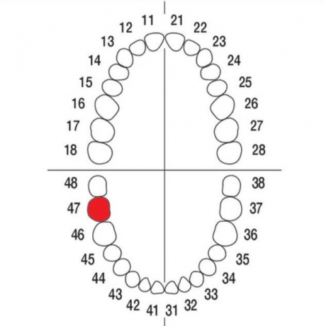 DIENTE Nº47 MODELO A3