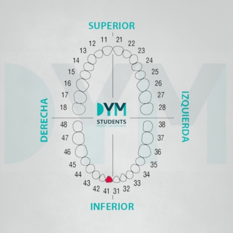 DIENTE Nº41 INCISIVO CENTRAL INF.DER. 1U