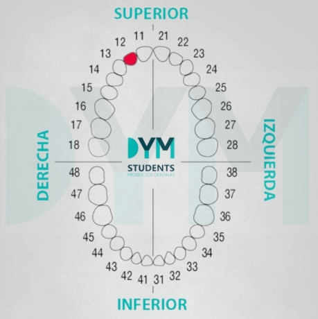 DIENTE Nº12 INCISIVO LATERAL SUP.DER. 1U