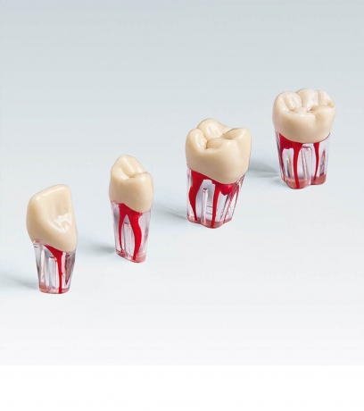 DIENTE Nº46 PRIMER MOLAR FRASACO ENDO