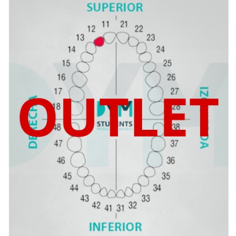 DIENTE Nº12 INCISIVO LATERAL SUP.DER. 1U Outlet