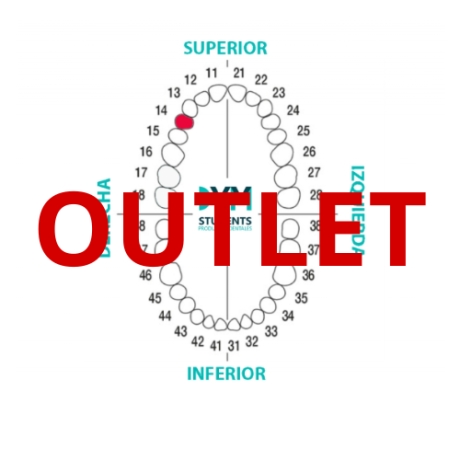 DIENTE Nº14 PRIMER PREMOLAR SUP.DER. 1U Outlet