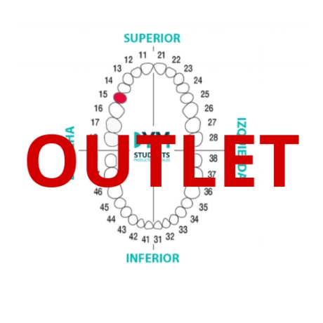 DIENTE Nº15 SEGUNDO PREMOLAR SUP.DER. 1U Outlet
