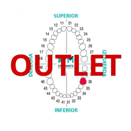 DIENTE Nº36 PRIMER MOLAR INF.IZQ. 1U Outlet