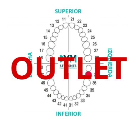 DIENTE Nº37 SEGUNDO MOLAR INF.IZQ. 1U Outlet