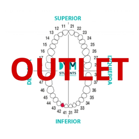 DIENTE Nº42 INCISIVO LATERAL INF.DER. 1U Outlet