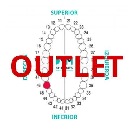 DIENTE Nº46 PRIMER MOLAR INF.DER. 1U Outlet
