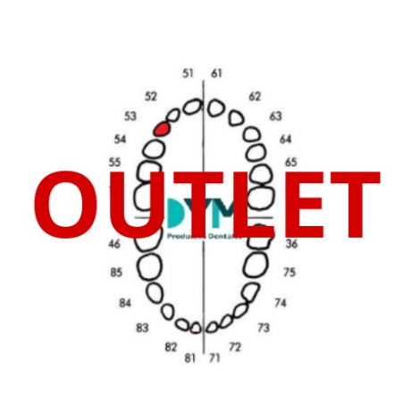 DIENTE Nº53 CANINO SUP.DER 1U Outlet